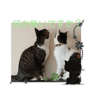 保護猫いち君＆チイちゃん（個別スタンプ：30）