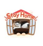 保護猫いち君＆チイちゃん（個別スタンプ：31）