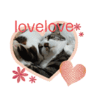 保護猫いち君＆チイちゃん（個別スタンプ：32）