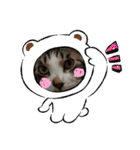保護猫いち君＆チイちゃん（個別スタンプ：34）