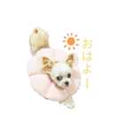 なっつ♡ぴのんコラボスタンプ（個別スタンプ：2）