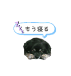 なっつ♡ぴのんコラボスタンプ（個別スタンプ：5）