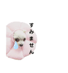 なっつ♡ぴのんコラボスタンプ（個別スタンプ：16）