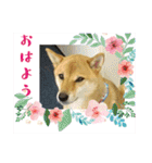ここすけ❤️スタンプ（個別スタンプ：1）