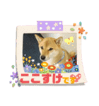 ここすけ❤️スタンプ（個別スタンプ：2）