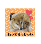 ここすけ❤️スタンプ（個別スタンプ：6）