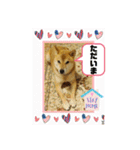 ここすけ❤️スタンプ（個別スタンプ：7）