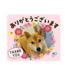 ここすけ❤️スタンプ（個別スタンプ：14）