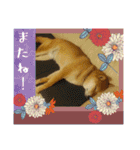 ここすけ❤️スタンプ（個別スタンプ：28）