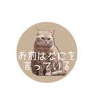 赤毛ねこのジンジャー5（個別スタンプ：7）