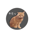 赤毛ねこのジンジャー5（個別スタンプ：11）