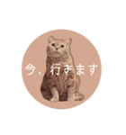 赤毛ねこのジンジャー5（個別スタンプ：13）