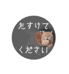 赤毛ねこのジンジャー5（個別スタンプ：19）