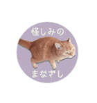 赤毛ねこのジンジャー5（個別スタンプ：20）