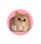 赤毛ねこのジンジャー5（個別スタンプ：22）