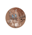 赤毛ねこのジンジャー5（個別スタンプ：24）