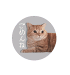 赤毛ねこのジンジャー5（個別スタンプ：26）