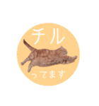 赤毛ねこのジンジャー5（個別スタンプ：30）