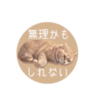 赤毛ねこのジンジャー5（個別スタンプ：31）