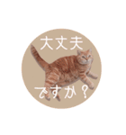 赤毛ねこのジンジャー5（個別スタンプ：35）