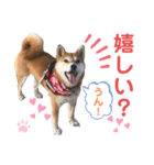 柴犬あんず ver.9（個別スタンプ：1）