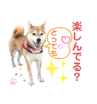 柴犬あんず ver.9（個別スタンプ：2）