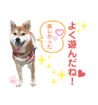 柴犬あんず ver.9（個別スタンプ：3）