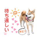 柴犬あんず ver.9（個別スタンプ：4）