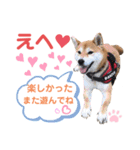 柴犬あんず ver.9（個別スタンプ：5）