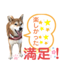 柴犬あんず ver.9（個別スタンプ：6）