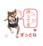 柴犬あんず ver.9（個別スタンプ：7）