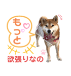柴犬あんず ver.9（個別スタンプ：8）