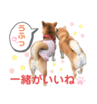 柴犬あんず ver.9（個別スタンプ：9）