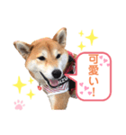柴犬あんず ver.9（個別スタンプ：10）