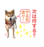 柴犬あんず ver.9（個別スタンプ：11）