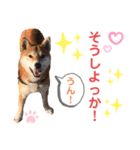 柴犬あんず ver.9（個別スタンプ：12）