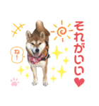 柴犬あんず ver.9（個別スタンプ：13）