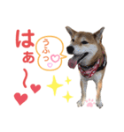 柴犬あんず ver.9（個別スタンプ：14）