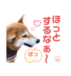 柴犬あんず ver.9（個別スタンプ：15）