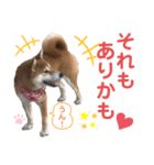 柴犬あんず ver.9（個別スタンプ：16）