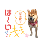 柴犬あんず ver.9（個別スタンプ：17）