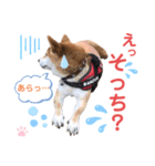 柴犬あんず ver.9（個別スタンプ：18）
