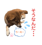 柴犬あんず ver.9（個別スタンプ：19）