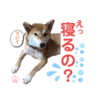 柴犬あんず ver.9（個別スタンプ：20）