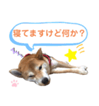 柴犬あんず ver.9（個別スタンプ：21）