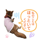 柴犬あんず ver.9（個別スタンプ：22）