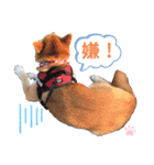柴犬あんず ver.9（個別スタンプ：23）