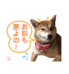 柴犬あんず ver.9（個別スタンプ：24）