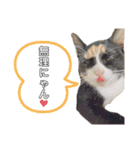 今日の猫のねこねこねこ（個別スタンプ：16）