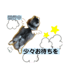 猫夢10（個別スタンプ：2）